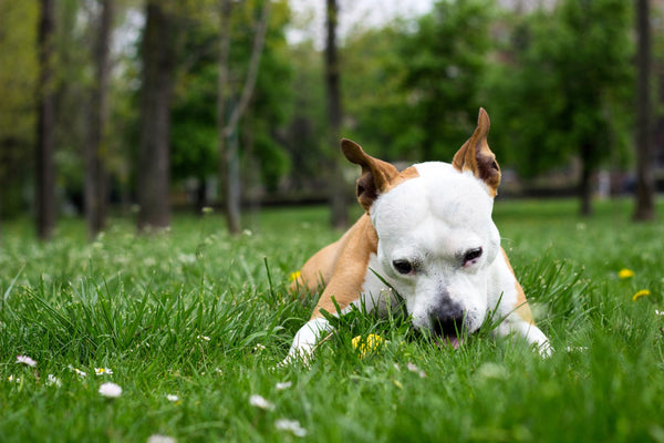 Why do dogs eat grass? 