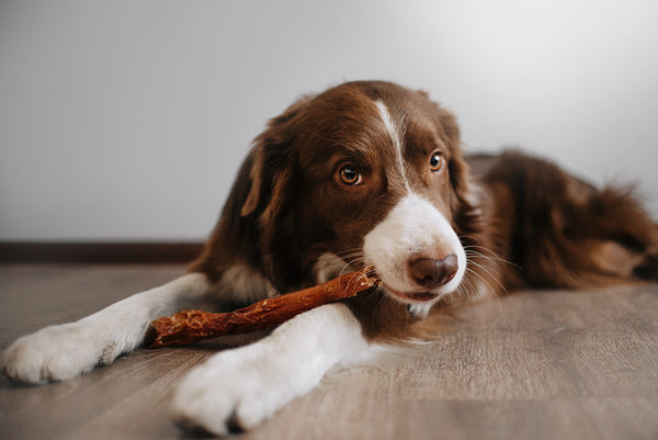 Understanding Dog Treat Ingredients: What to Look for and What to Avoid